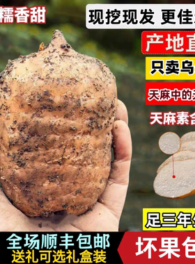 特级乌天麻小草坝鲜天麻自产自销