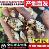 云南昭通乌天麻硕果纯正乌天麻种子天麻小草坝原产地直发特级种子
