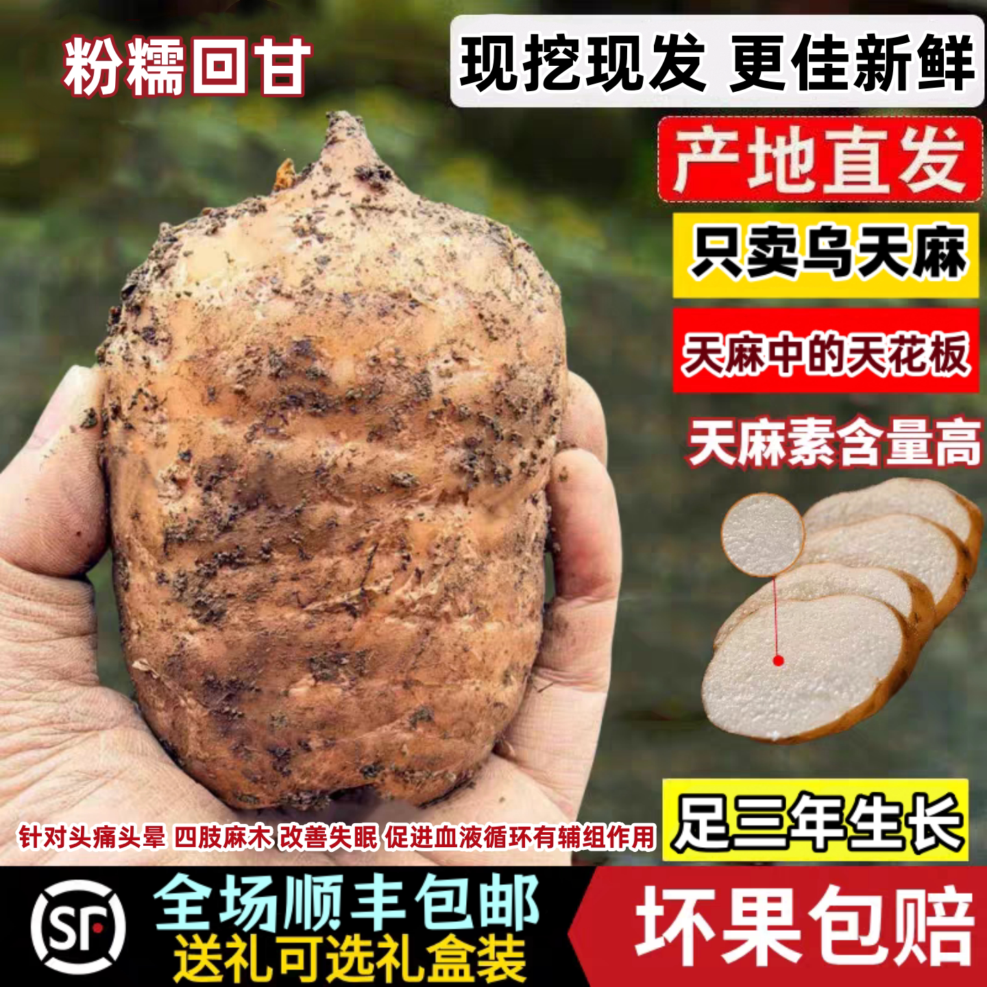 2026年新货云南昭通小草坝现挖天麻野生特级新鲜乌天麻煲汤治头疼