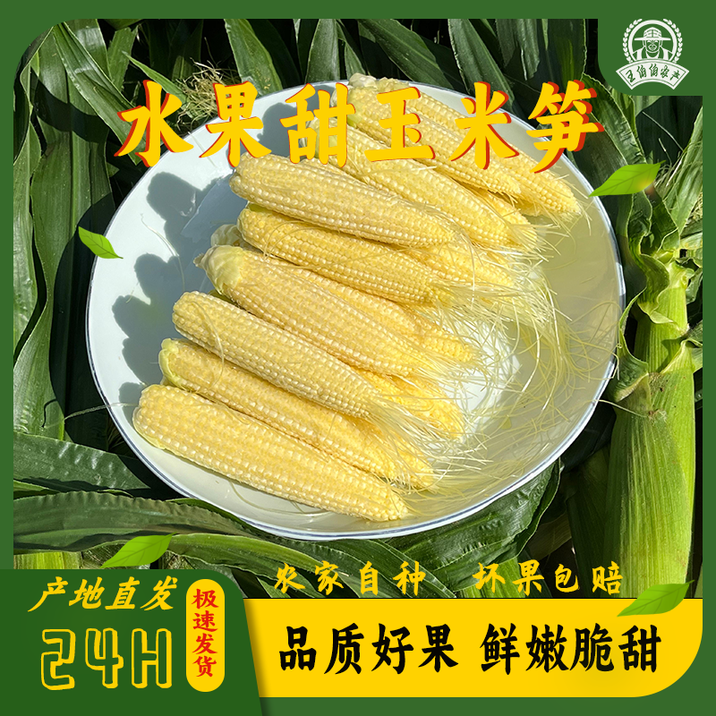 水果甜玉米笋新鲜9斤玉米笋迷你拇指玉米沙拉菜蔬菜食材包邮即食