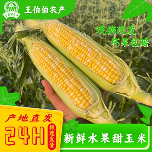 即食带皮发 新鲜现摘云南水果甜玉米农家特色生熟两吃多汁爆浆新品