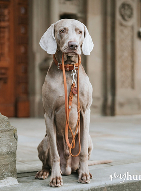 AALBORG系列项圈 HUNTER德国宠物大中小型犬猫狗奥尔堡牛皮脖圈