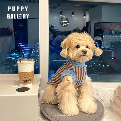 韩国小型犬狗中型犬保暖条纹毛衣