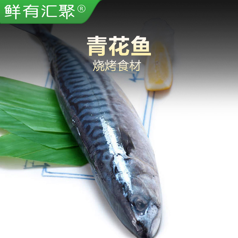 【鲜有汇聚】青花鱼 冰鲜急冻 450g±50g煎烤炸俱佳 美味营