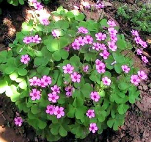 庭院花卉苗木绿植盆栽红花草三叶草大苗地被植物园林工程绿化植物 鲜花速递/花卉仿真/绿植园艺 绿植 原图主图