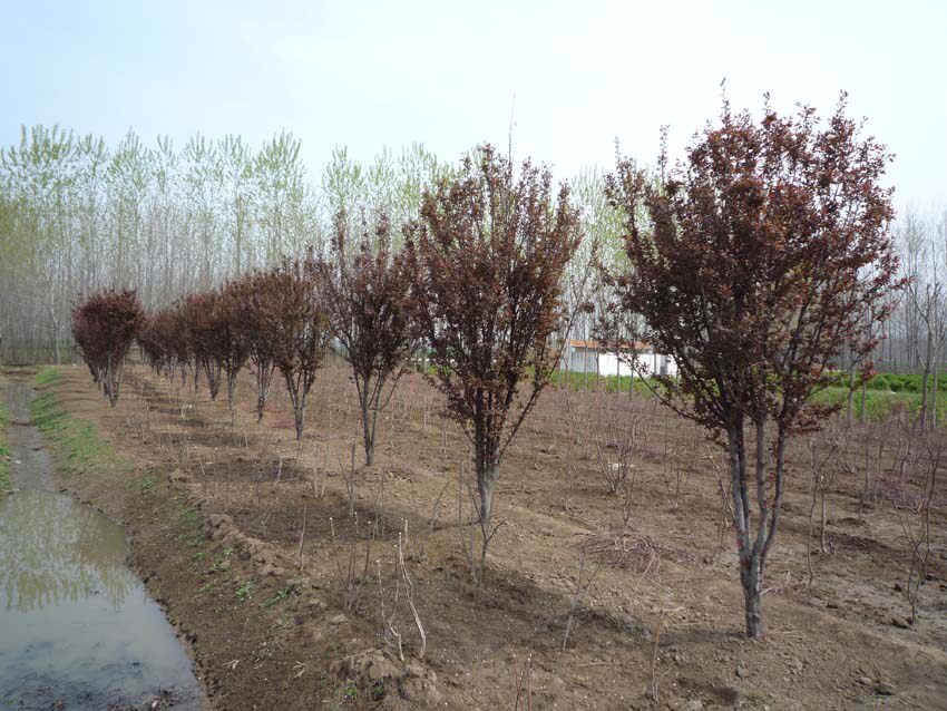 苗圃紫红叶李小苗绿化树苗行道树苗庭院绿化植物可盆栽