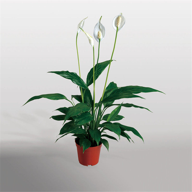 盆栽花卉"一帆风顺窗台客厅阳台"盆栽白掌 可土养 别名:白鹤芋花