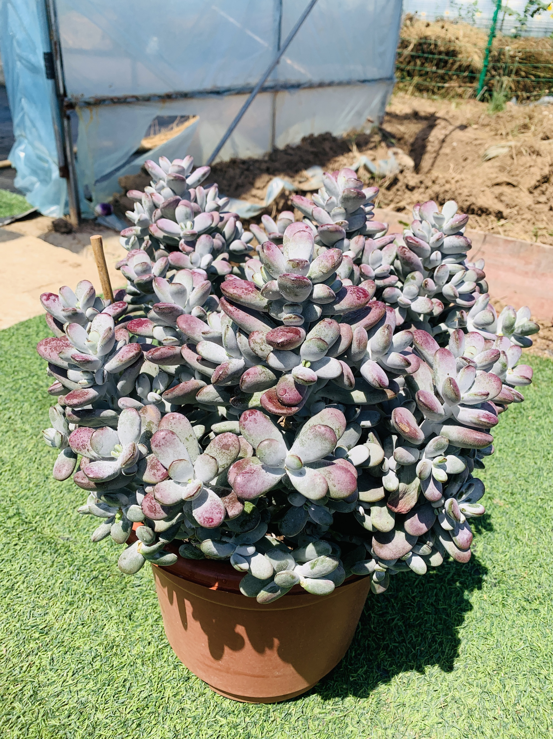 乒乓福娘大老桩无砍50厘米多肉植物顺丰包邮