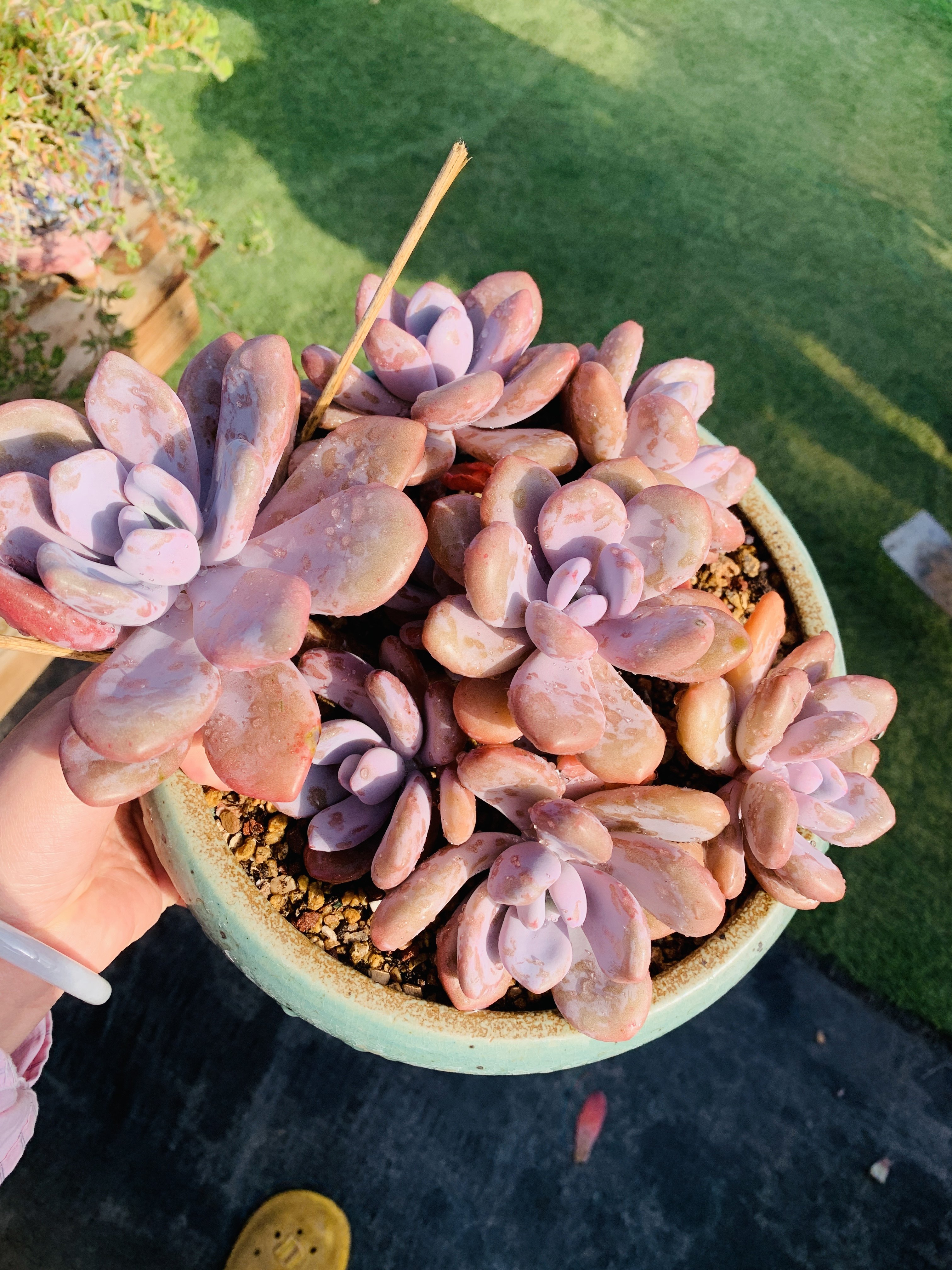 拉拉奶老桩无砍多头自然群多肉植物一物一拍