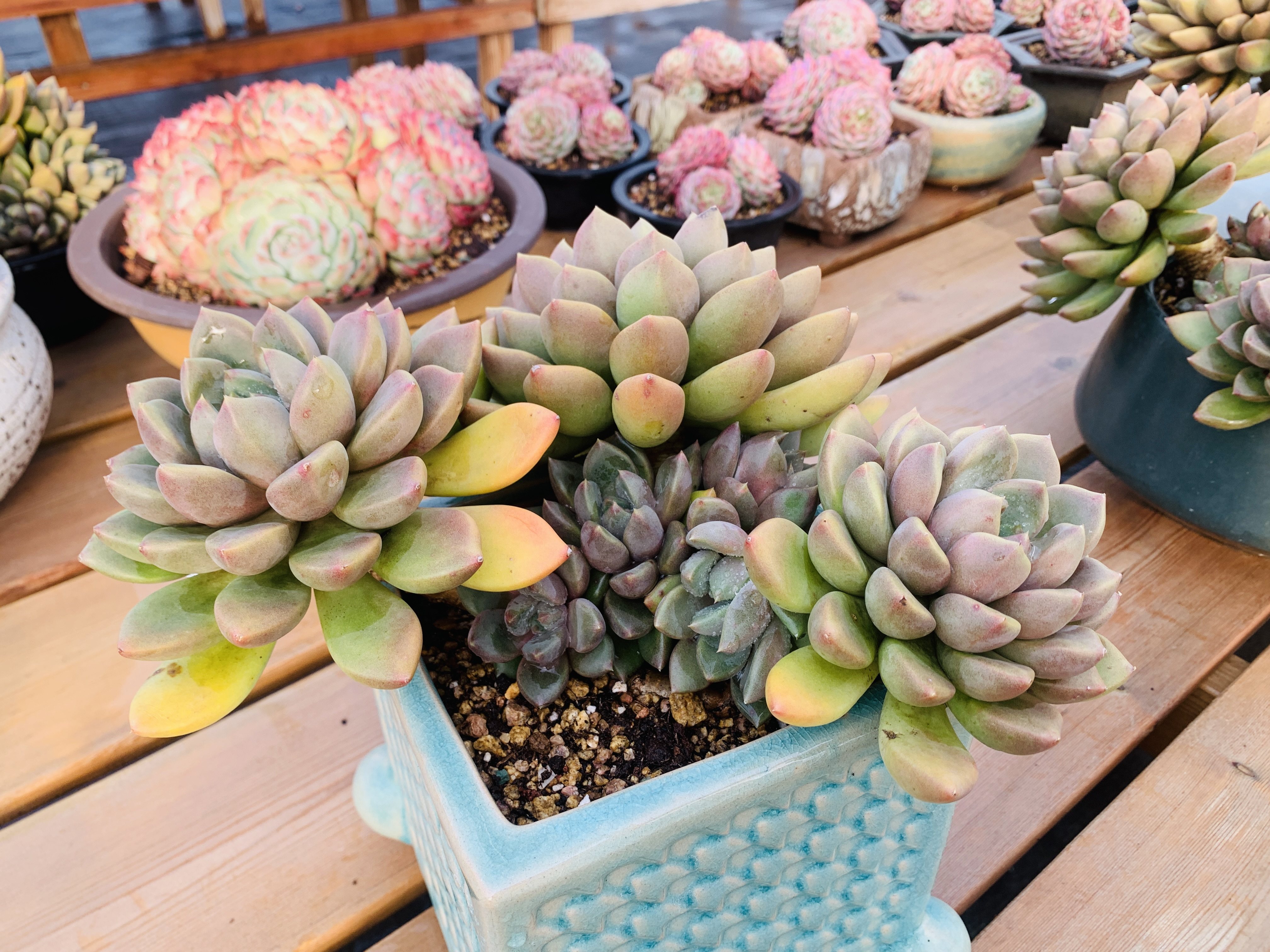 红牙大老桩无砍如图一物一拍大棵多肉植物30厘米左右,鲜花速递/花卉仿真/绿植园艺,多肉植物,淘宝优惠券,粉丝福利购,淘宝优惠卷