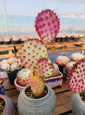 紫色仙人掌圣丽塔原产地基因老货