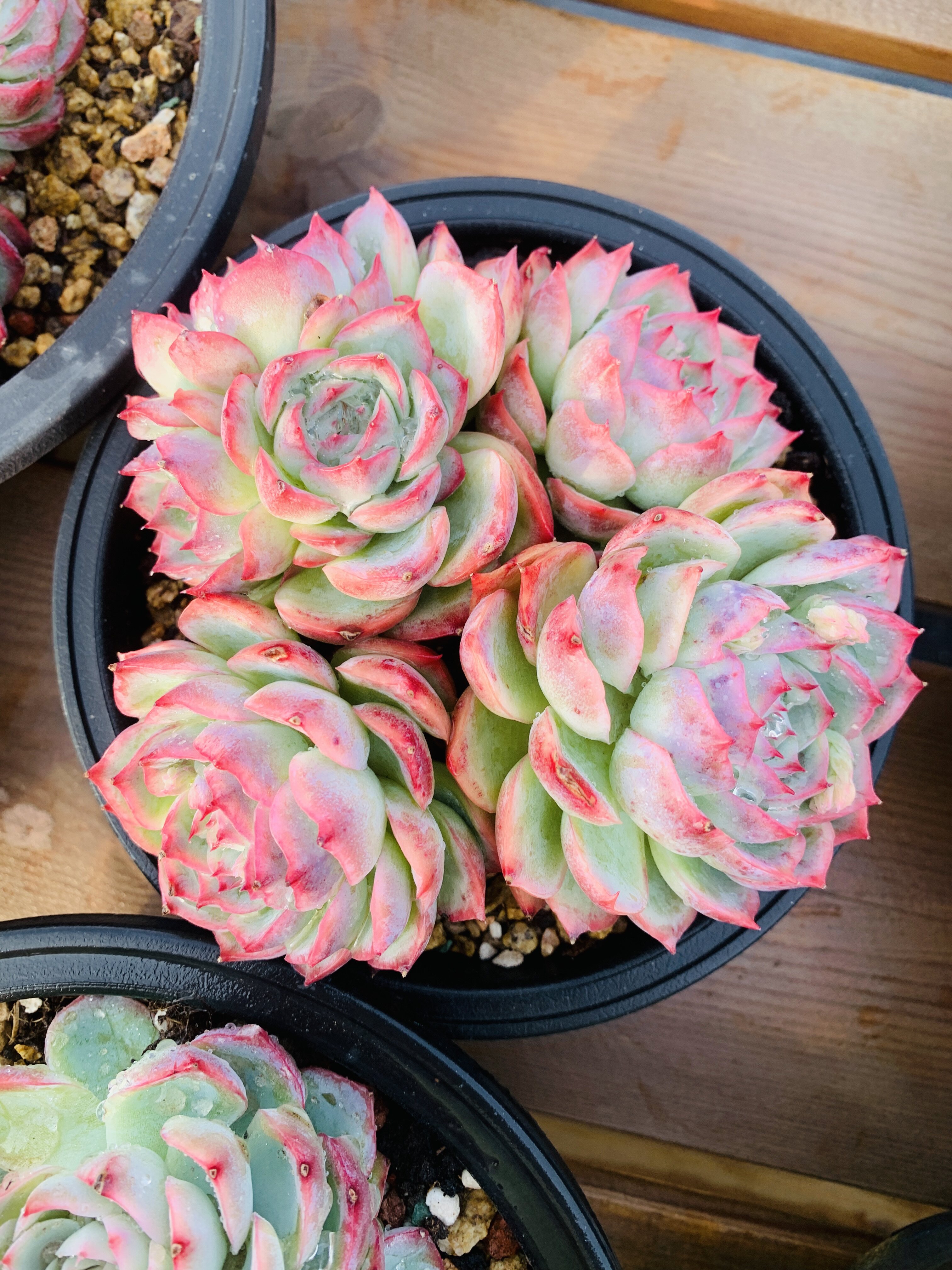 侧影小群老桩无砍多头自然群多肉植物一物一拍脱土桩子如图