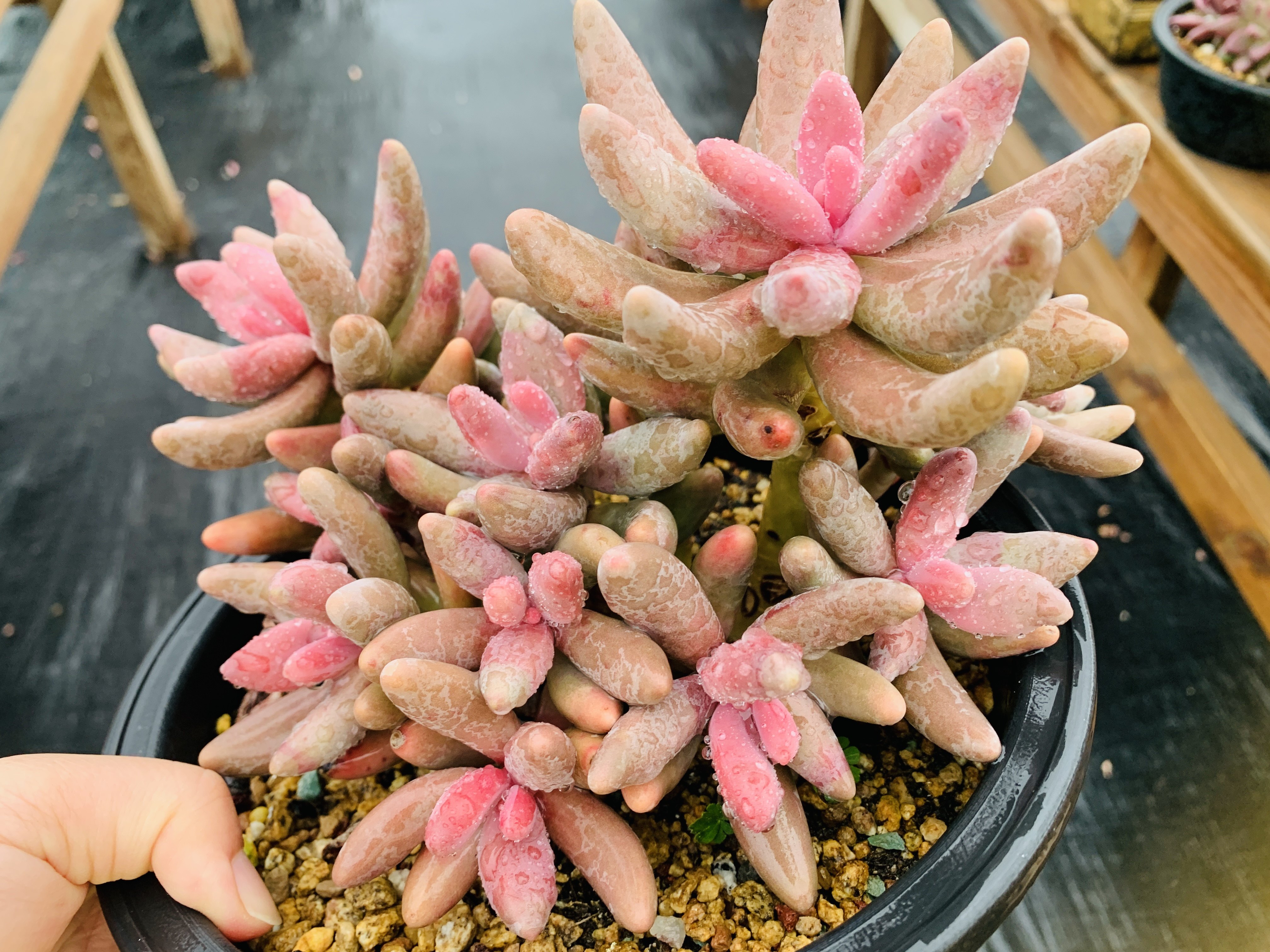 红手指老桩无砍18厘米多肉植物一物一拍,鲜花速递/花卉仿真/绿植园艺,多肉植物,淘宝优惠券,粉丝福利购,淘宝优惠卷