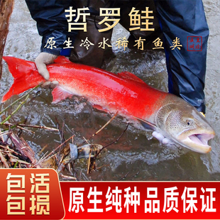 哲罗鲑鱼苗观赏鱼小型淡水好养小鱼活观赏鱼冷水观赏鱼淡水鱼