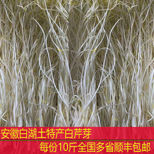顺丰包邮安徽庐江白湖芹芽10斤装金坝芹芽白芹农家自种芹菜芽无根