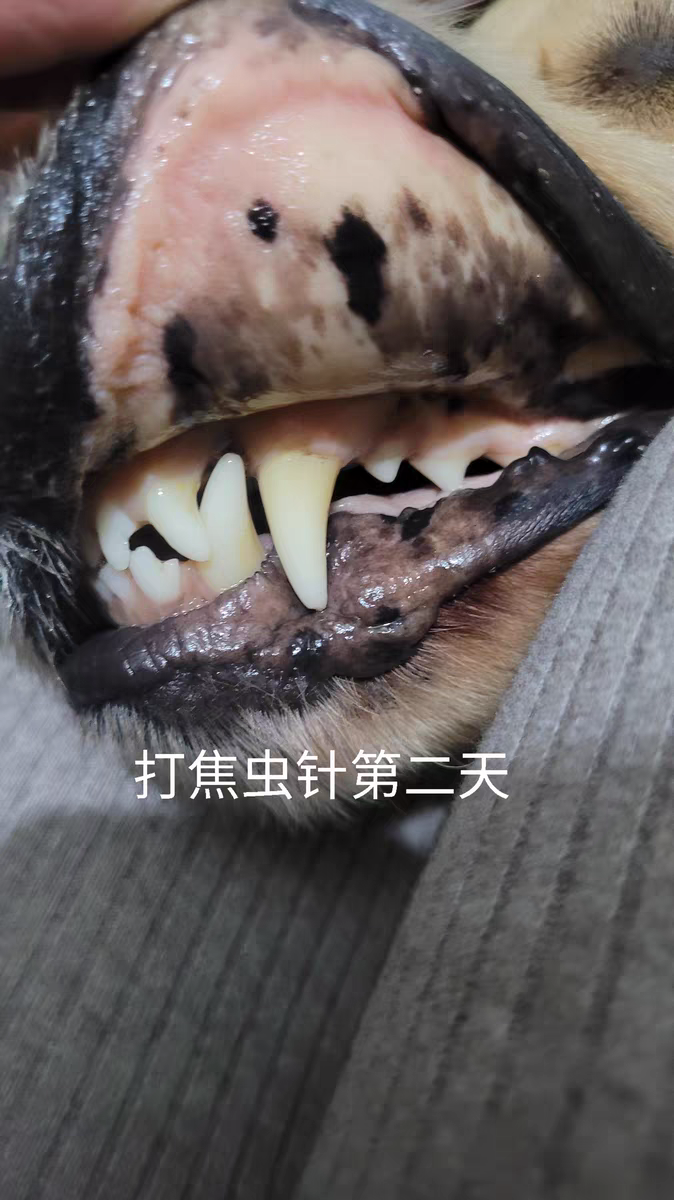 进口印度焦虫针阿托伐醌杀巴贝斯焦虫治疗宠物狗猫血虫病蜱虫贫血