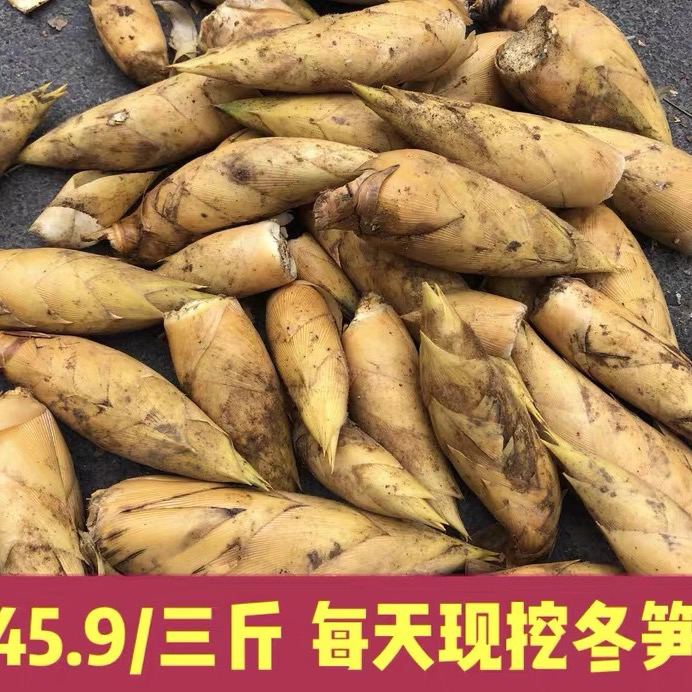 莫干山早园笋春笋新鲜现挖竹笋冬笋雷笋油焖笋农家蔬菜3斤装包邮