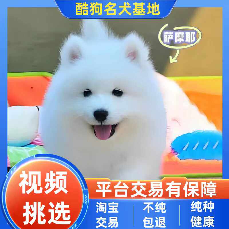 活体微笑天使白色萨摩耶犬雪橇犬可爱的宠物狗活犬纯种萨摩耶幼犬