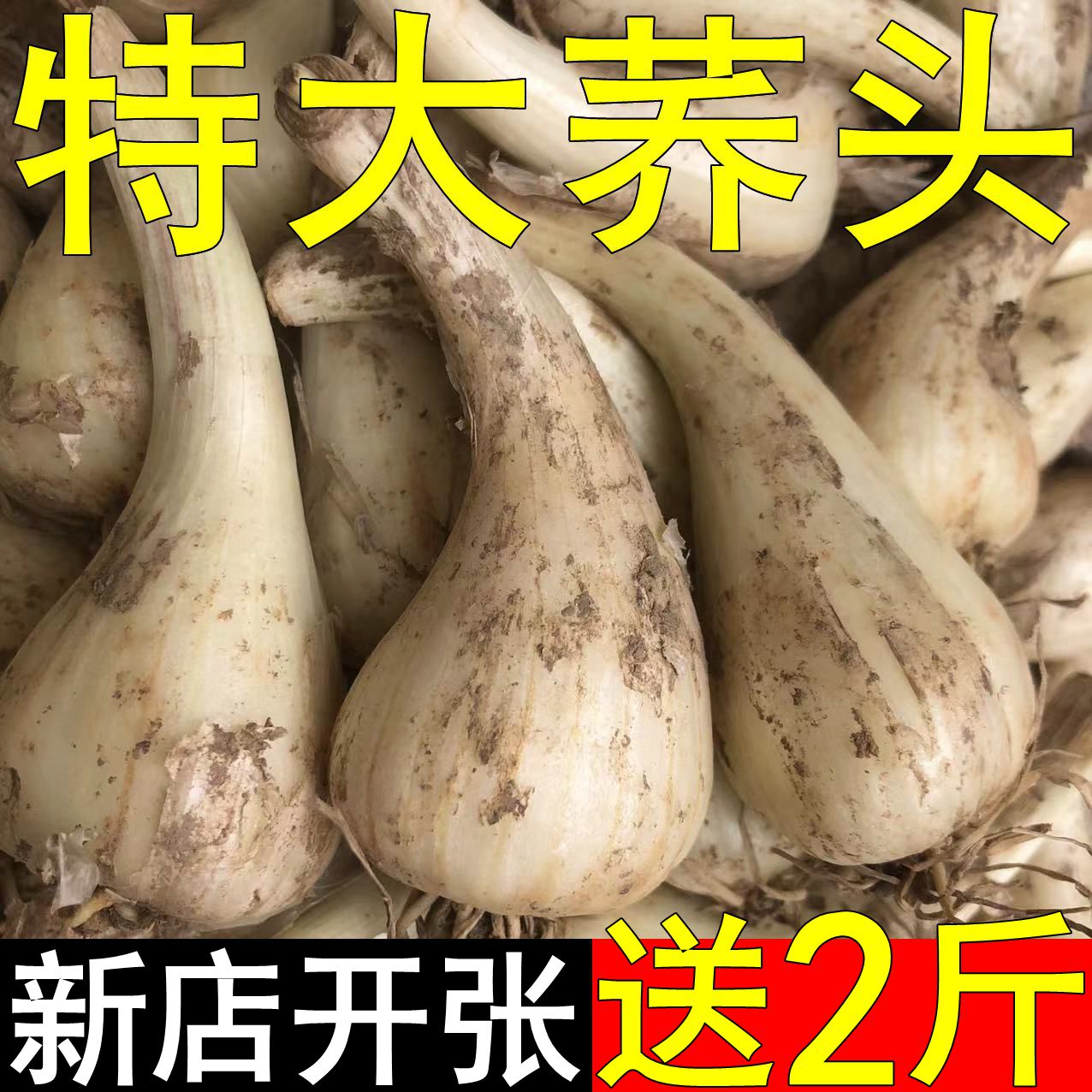 特大三塘荞头新鲜嫩大茭头湖南藠头大个荞头葱头腌制泡菜芥头叫头