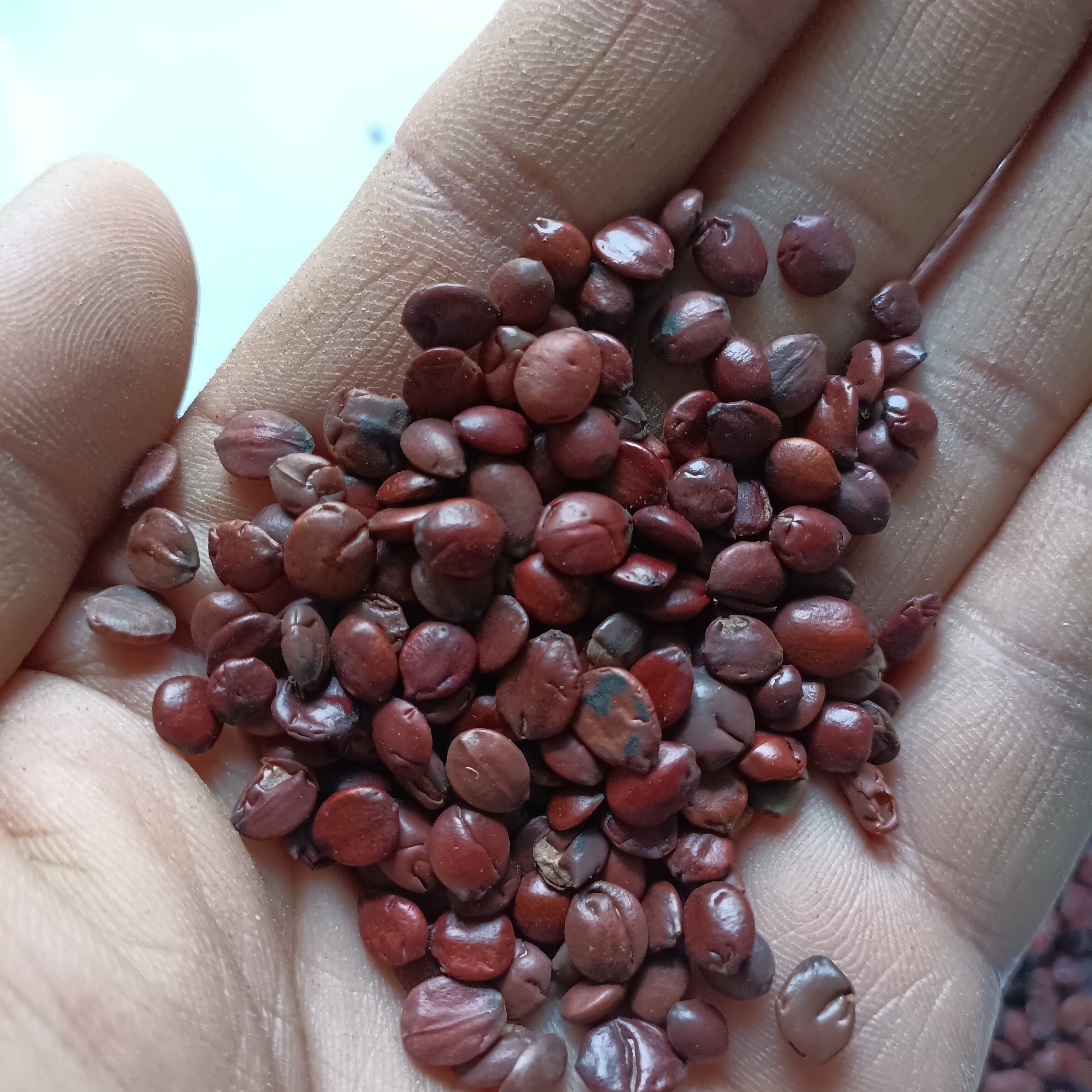 酸枣仁炒枣仁中药材酸枣仁泡茶天然酸枣仁粉