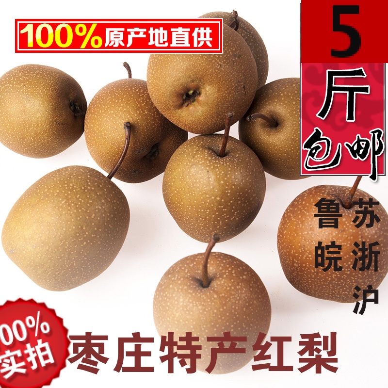 铁梨秋雪梨枣庄2025年新货