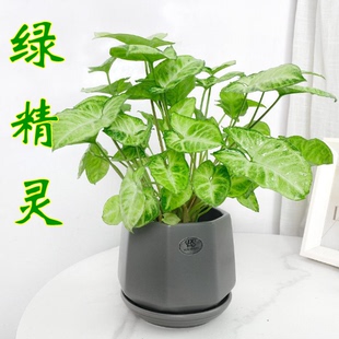 【绿精灵合果芋】红色佳人合果芋办公室懒人好养桌面绿植喜阴皮实