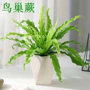 【鸟巢蕨】棉花糖蕨室内桌面阳台办公室吉姆盆栽好养易活净化空气