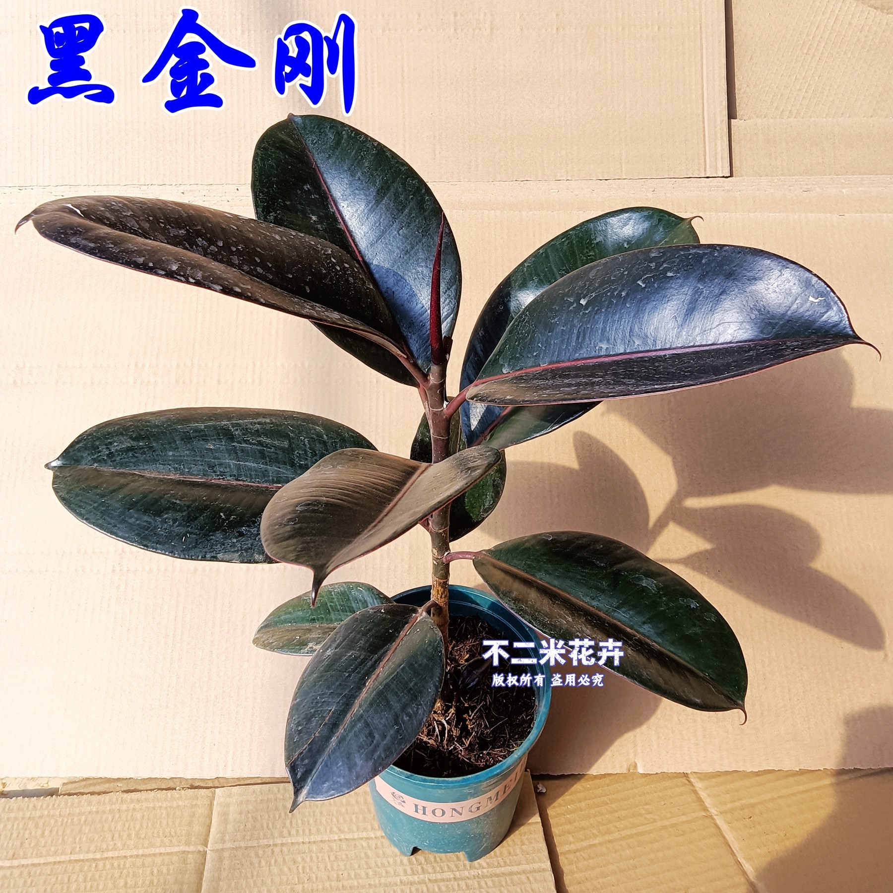 花叶橡皮树绿金刚花金刚黄金榕黑金刚琴叶榕盆栽客厅办公室桌面,鲜花速递/花卉仿真/绿植园艺,绿植,淘宝优惠券,粉丝福利购,淘宝优惠卷