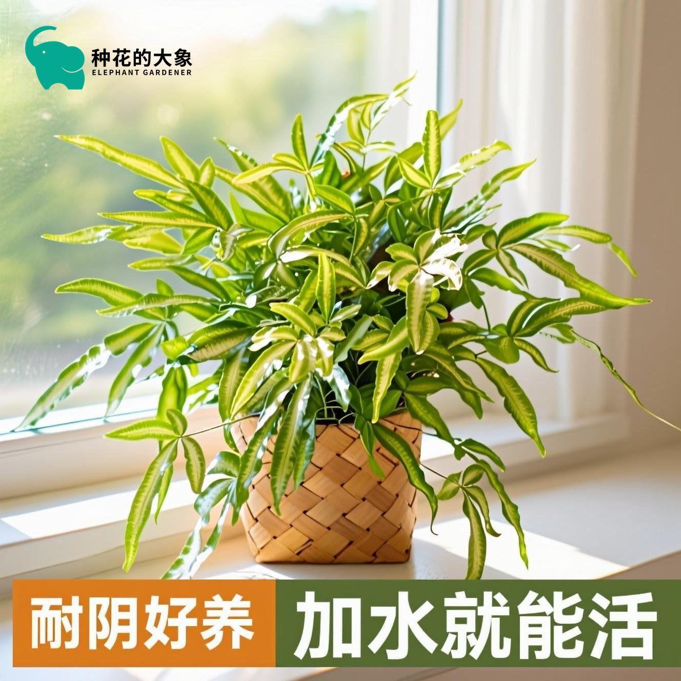 阿波银线蕨火焰鸟巢蕨银线蕨植物蕨类四季常青好养绿植桌面盆栽