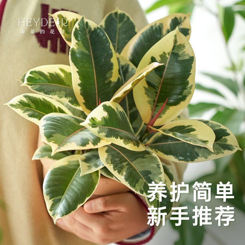 【漫画橡皮树】绿金刚坦尼克花叶橡皮树花金刚红关公盆栽客厅桌面