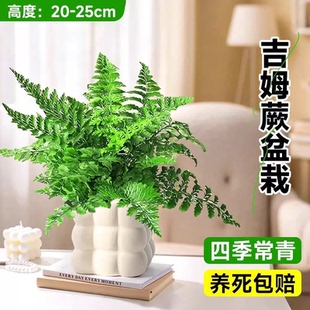 【吉姆蕨】宝石蕨多年生花卉四季常青绿植客厅办公桌净化空气小盆