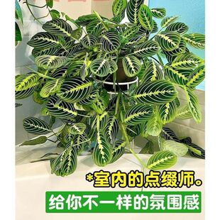 【白脉叶蝉竹芋】荷兰进口稀有室内耐阴稀有垂吊爬藤绿植物花卉