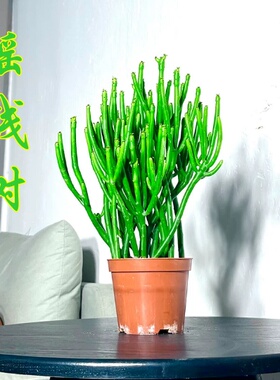 【摇钱树】奇趣发财树多肉植物光棍树仙女棒珊瑚树四季常青造型感