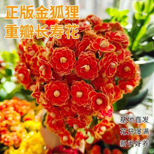 【长寿花】金狐狸洛桑盆栽耐寒耐旱带花苞阳台室内客厅年宵花卉