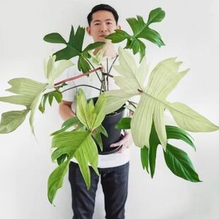 佛罗里达幽灵飞机蔓绿绒Floridaghost进口室内观叶绿植盆栽