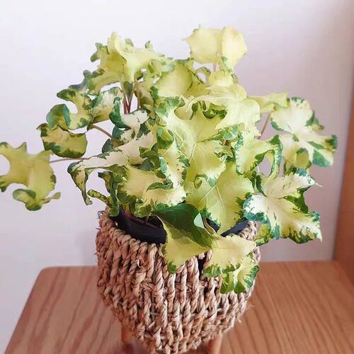 雪莹常春藤月光灯Hedera Helix Moonlight日系ins风室内垂吊绿植