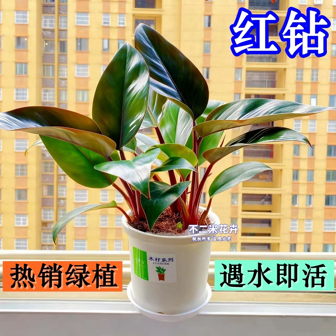 大叶红钻红帝王金钻蔓绿绒绿公主彩掌净化空气客厅办公室常青好养