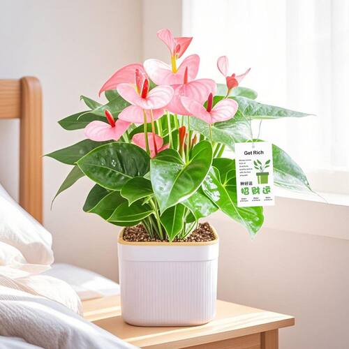 特级粉掌红掌白掌利维姆彩掌花烛开花水培土培好养活