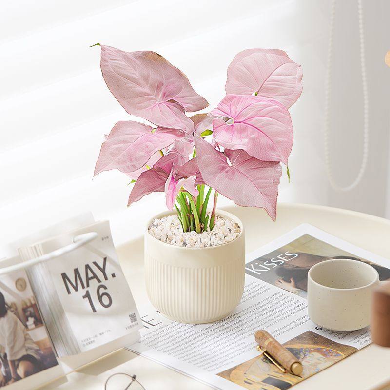 红粉佳人合果芋彩叶芋盆栽竹芋绿植办公室桌面室内好养植物防辐射,鲜花速递/花卉仿真/绿植园艺,绿植,淘宝优惠券,粉丝福利购,淘宝优惠卷