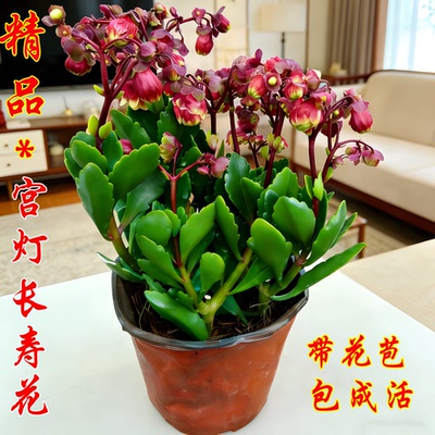 宫灯长寿花盆栽带花苞灯笼花倒挂金钟室内阳台植物绿植年宵花卉