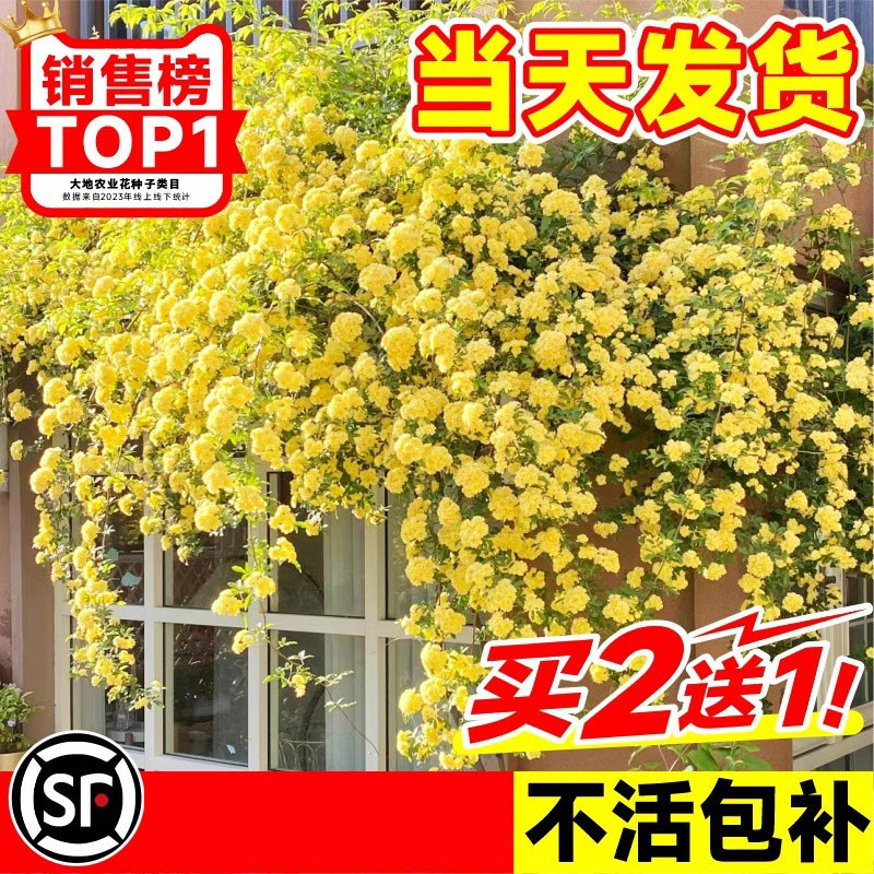 黄木香花苗爬藤植物花卉重瓣白木香树苗蔷薇阳台庭院四季开花盆栽图片