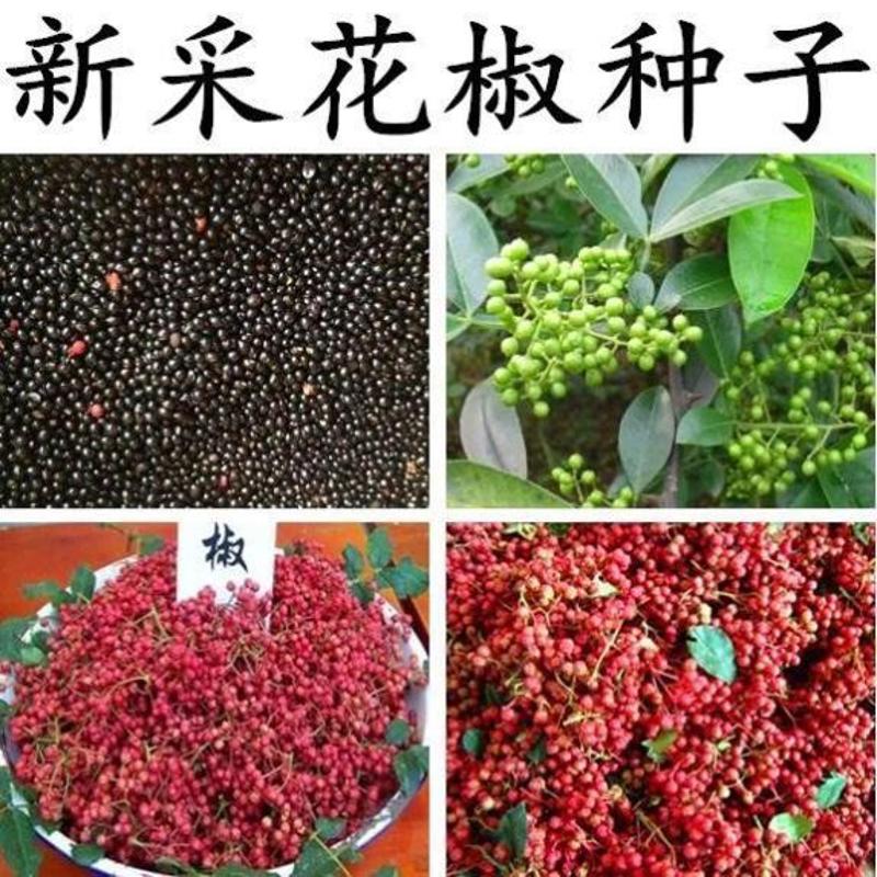 无刺花椒籽四川花椒树种子 正宗大红袍花椒种子 韩城 九叶青花椒图片