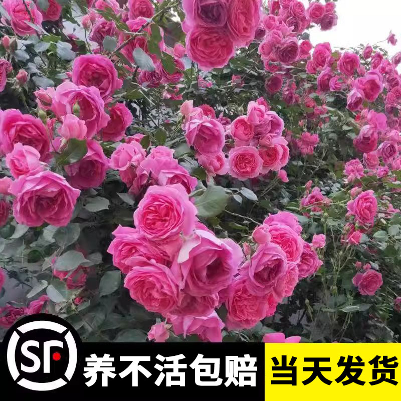 大游行月季花苗四季开花特大花阳台庭院夏洛特夫人浓香爬藤蔷薇苗图片