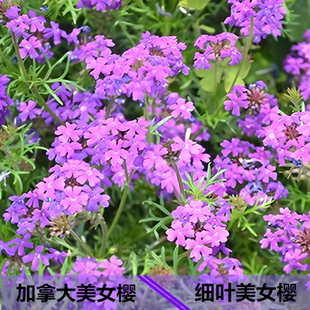 细叶美女樱种子绣球花羽裂马鞭草匍匐地被五色梅种籽阳台盆栽春秋