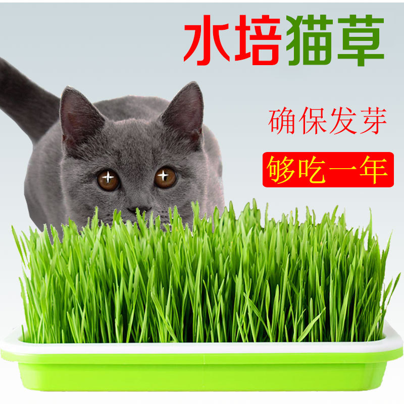 大麦种子芽苗菜种子大麦若叶青汁家庭园艺种子