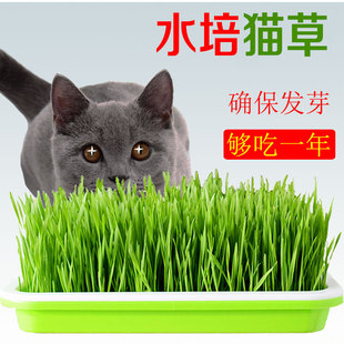 大麦种子芽苗菜种子大麦若叶青汁榨汁大麦苗种子大麦草四季播猫草