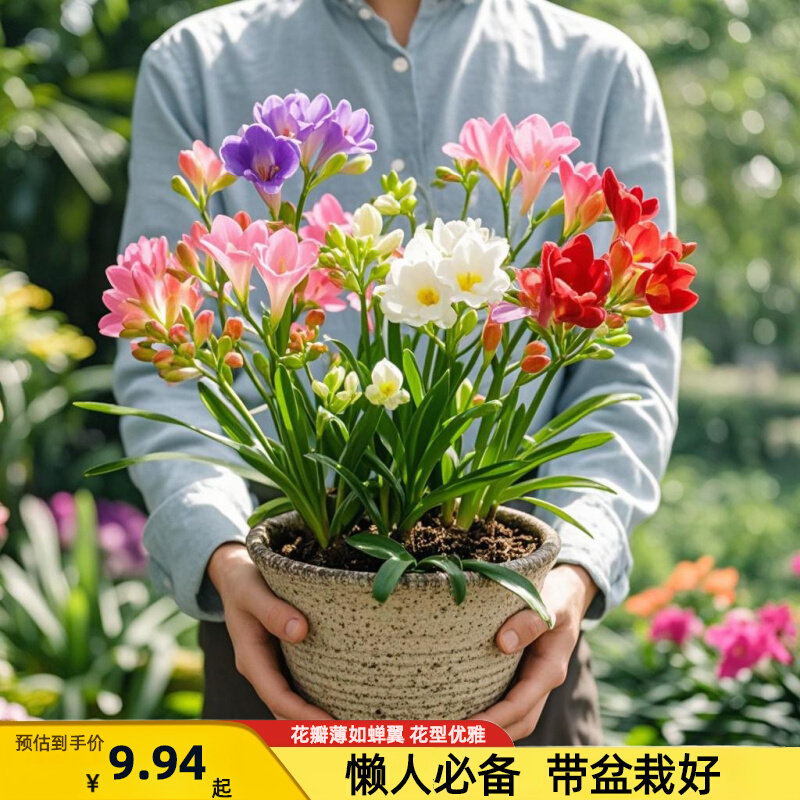 香雪兰花球盆栽重瓣种小苍兰带芽种根带花苞混色盆栽多季开花鲜花