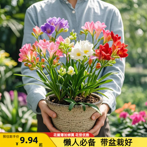香雪兰花球盆栽重瓣种小苍兰带芽种根带花苞混色盆栽多季开花鲜花