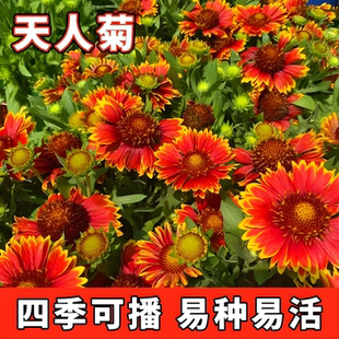 天人菊种子秋播草花种子耐寒多年生虎皮菊种子园林景观绿化花卉籽