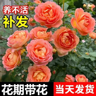 夏洛特夫人月季盆栽花苗浓香特大花绝代佳人蔷薇花卉庭院绯扇玫瑰